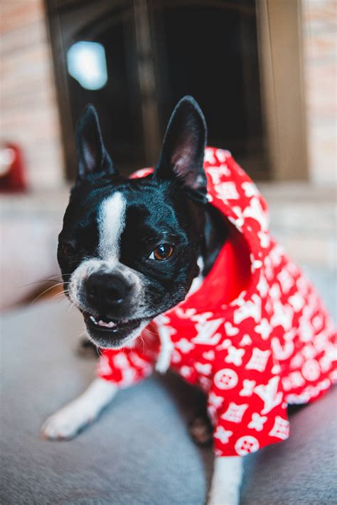 louis vuitton french bulldog shirt.